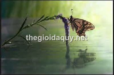 y-nghia-bieu-tuong-buom-trong-phong-thuy
