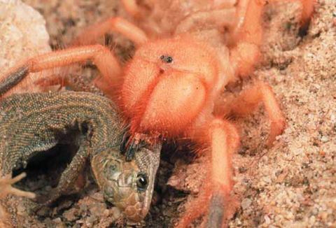 nhện phun nọc độc săn mồi