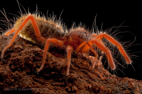 nhện sa mạc