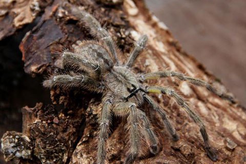 Loài nhện Poecilotheria rajaei mới phát hiện.