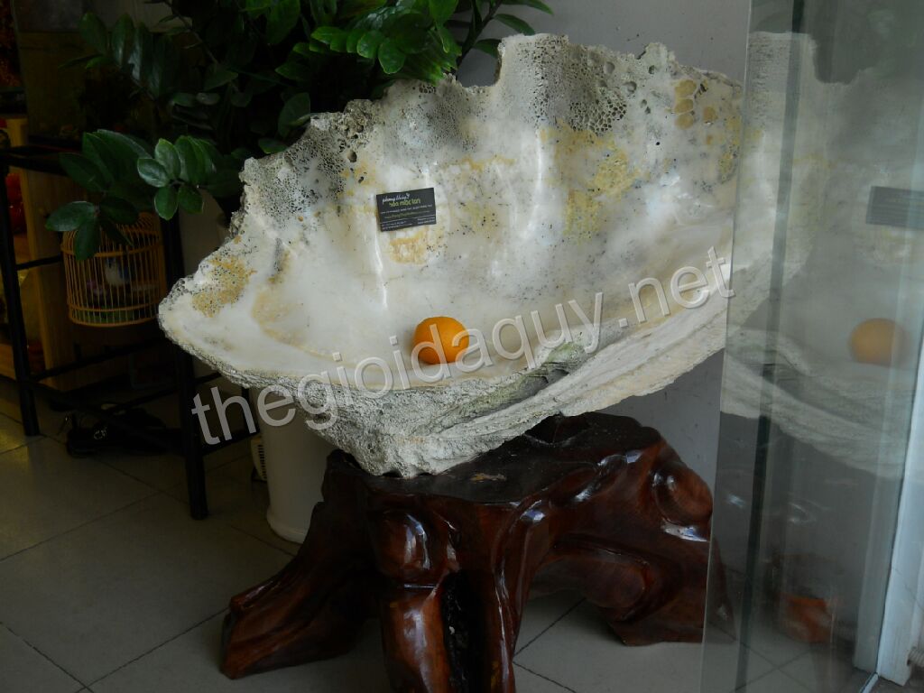 Vỏ sò khổng lồ ở phong thuỷ Hoa Mộc Lan