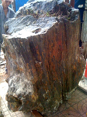 Công dụng của gỗ hoá thạch