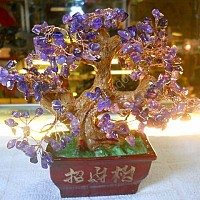 Cay Phật tai Thạch Anh tím